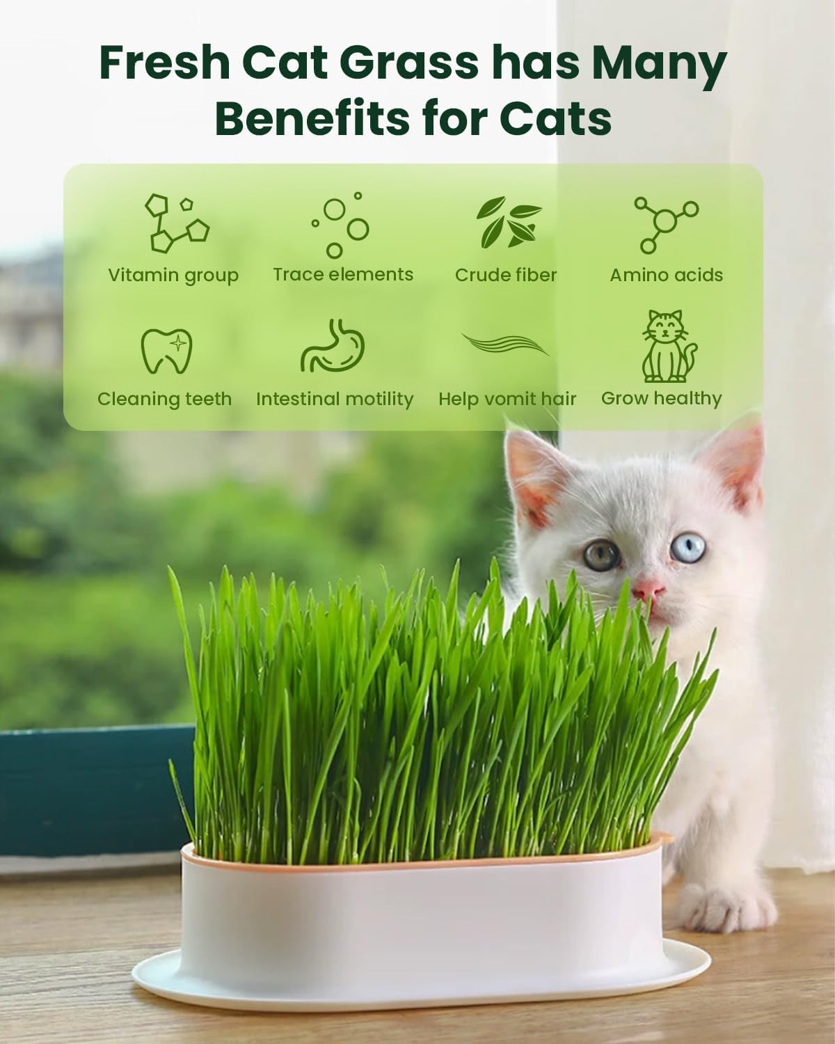 Cat Grass Growing Kit with Wheat Seeds, BPA-Free Planter & Soil, 3 Pack R61191