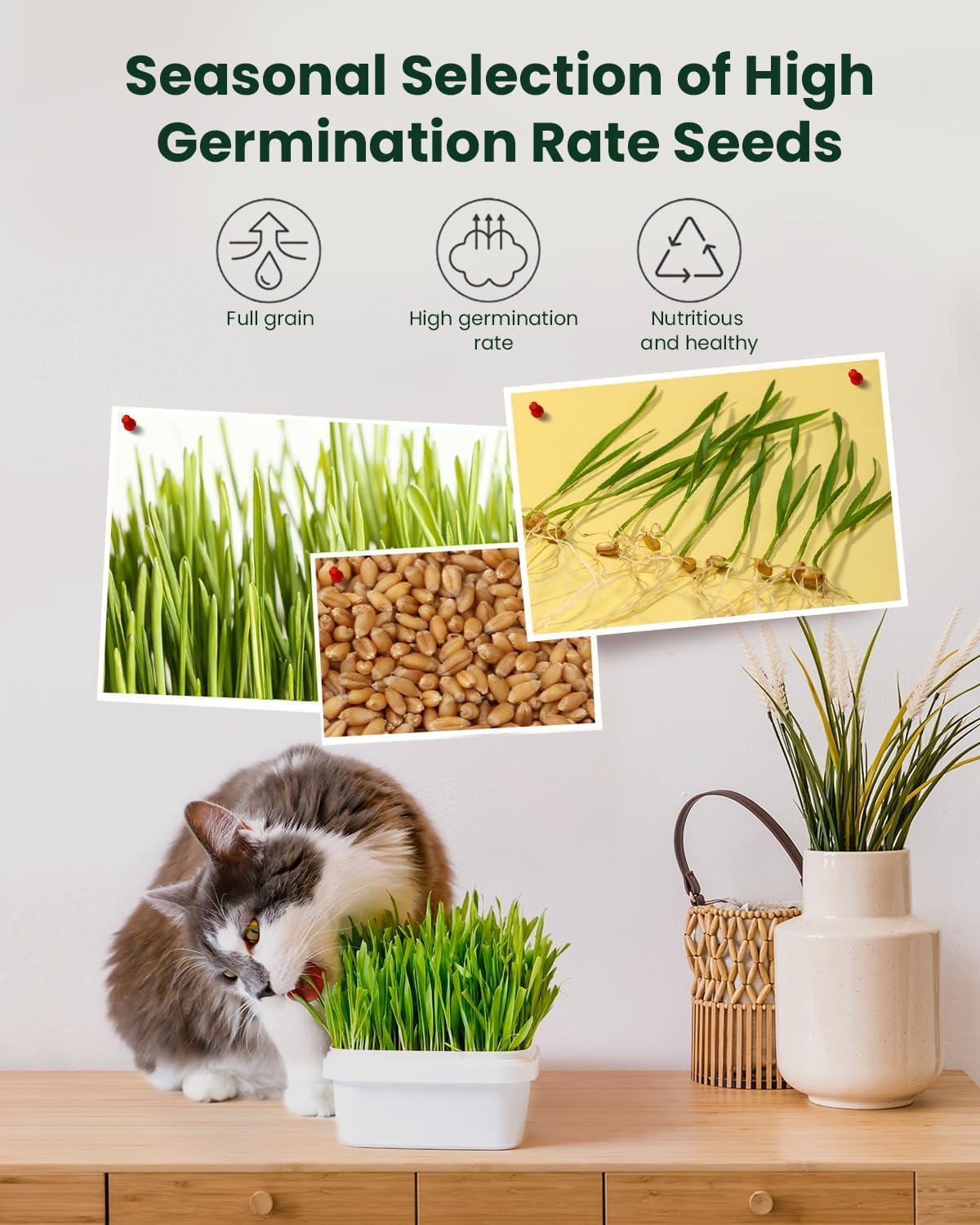 Cat Grass Growing Kit with Wheat Seeds, BPA-Free Planter & Soil, 3 Pack R61191