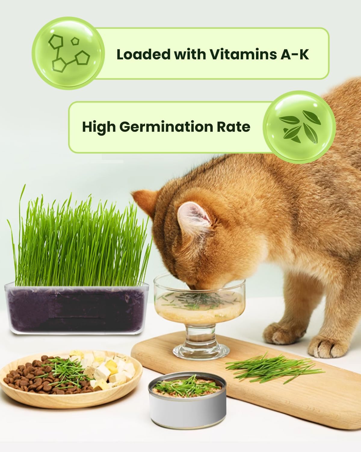 Cat Grass Growing Kit with Wheat Seeds, BPA-Free Planter & Soil, 3 Pack R61191