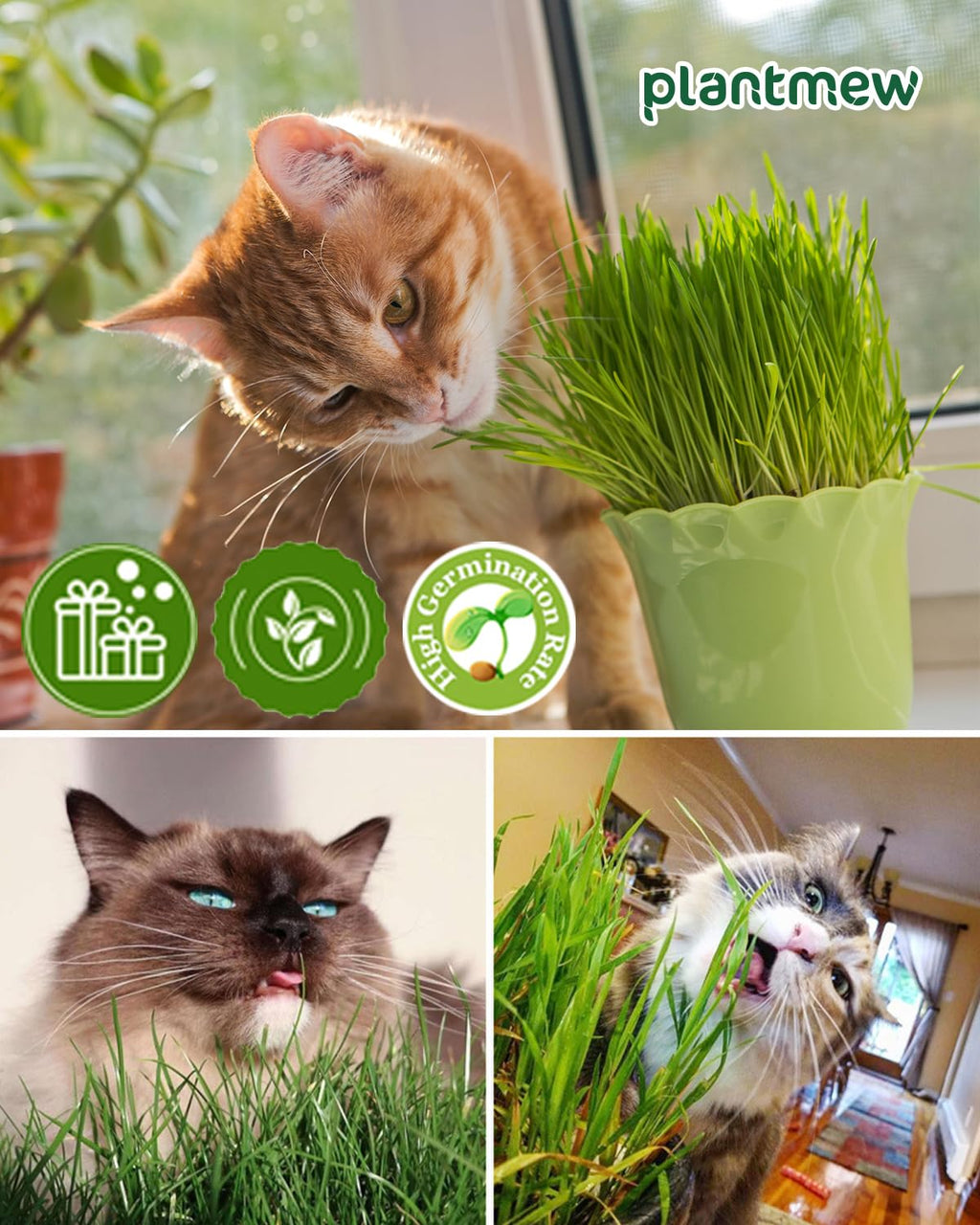 Cat Grass Growing Kit with Wheat Seeds, BPA-Free Planter & Soil, 3 Pack R61191