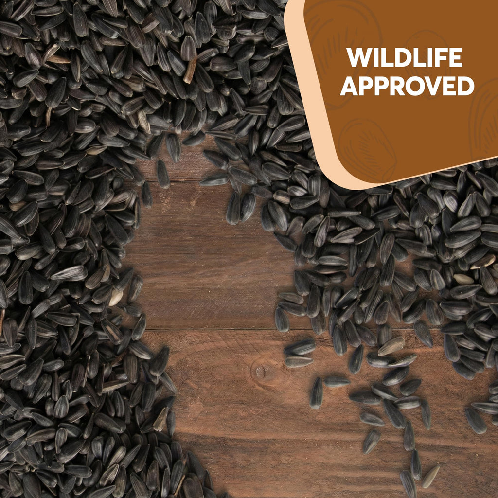 Black Oil Sunflower Seeds for Birds L22740