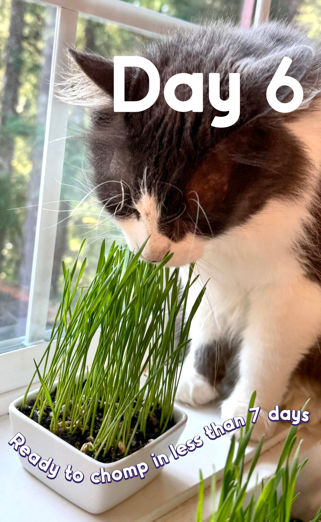 Cat Grass Seed Non-GMO Blend T9986
