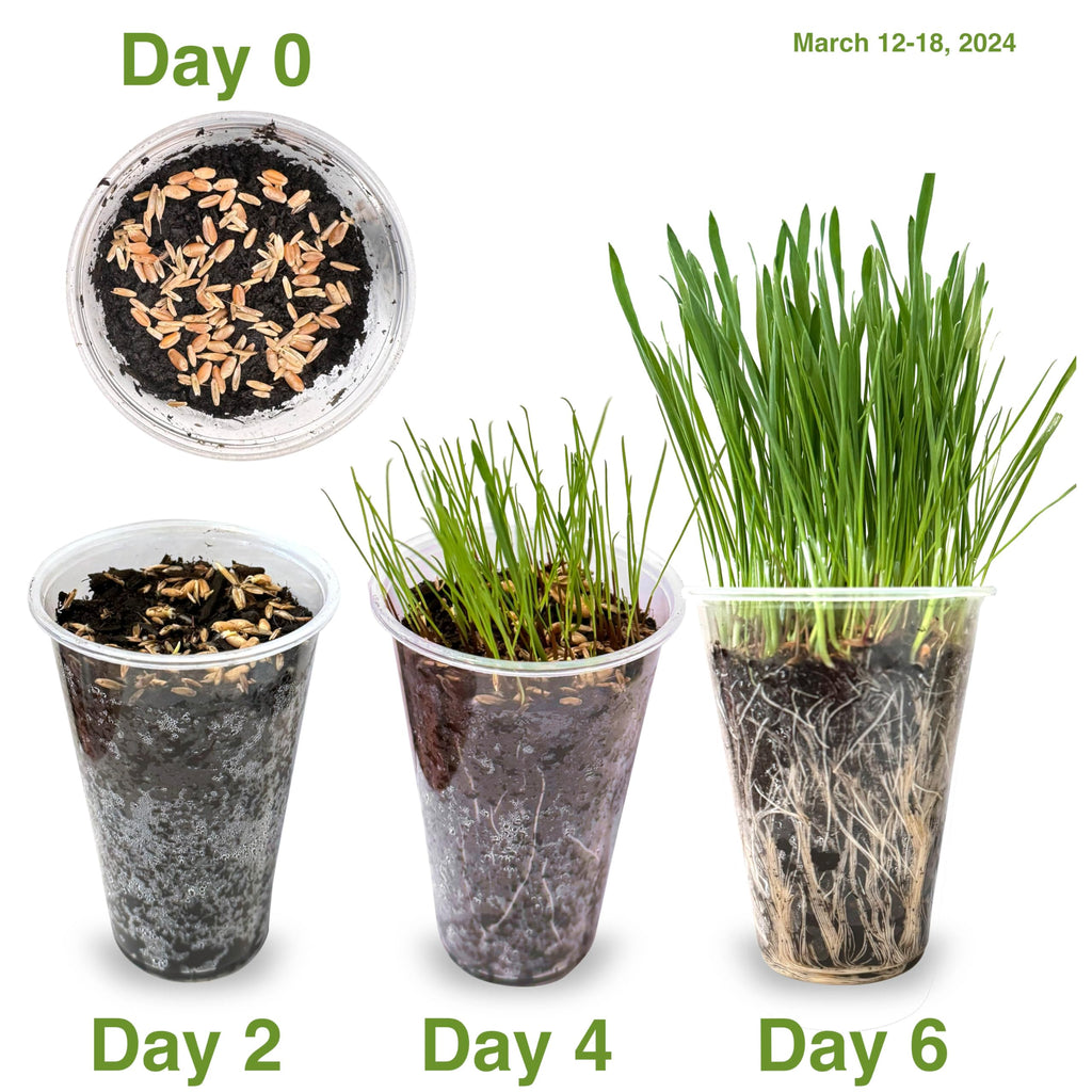 Cat Grass Seed Non-GMO Blend T9986